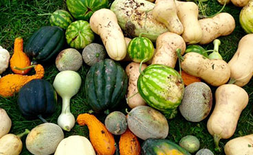 seasonal vegetables